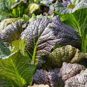 Bladkool 'Red Giant' - BIO - Willemse