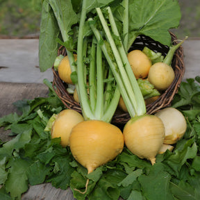Raap 'Goldana' - BIO - Brassica rapa goldana - Willemse