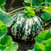 Meloen 'Oranje Ananas' - Cucumis melo oranje ananas - Willemse