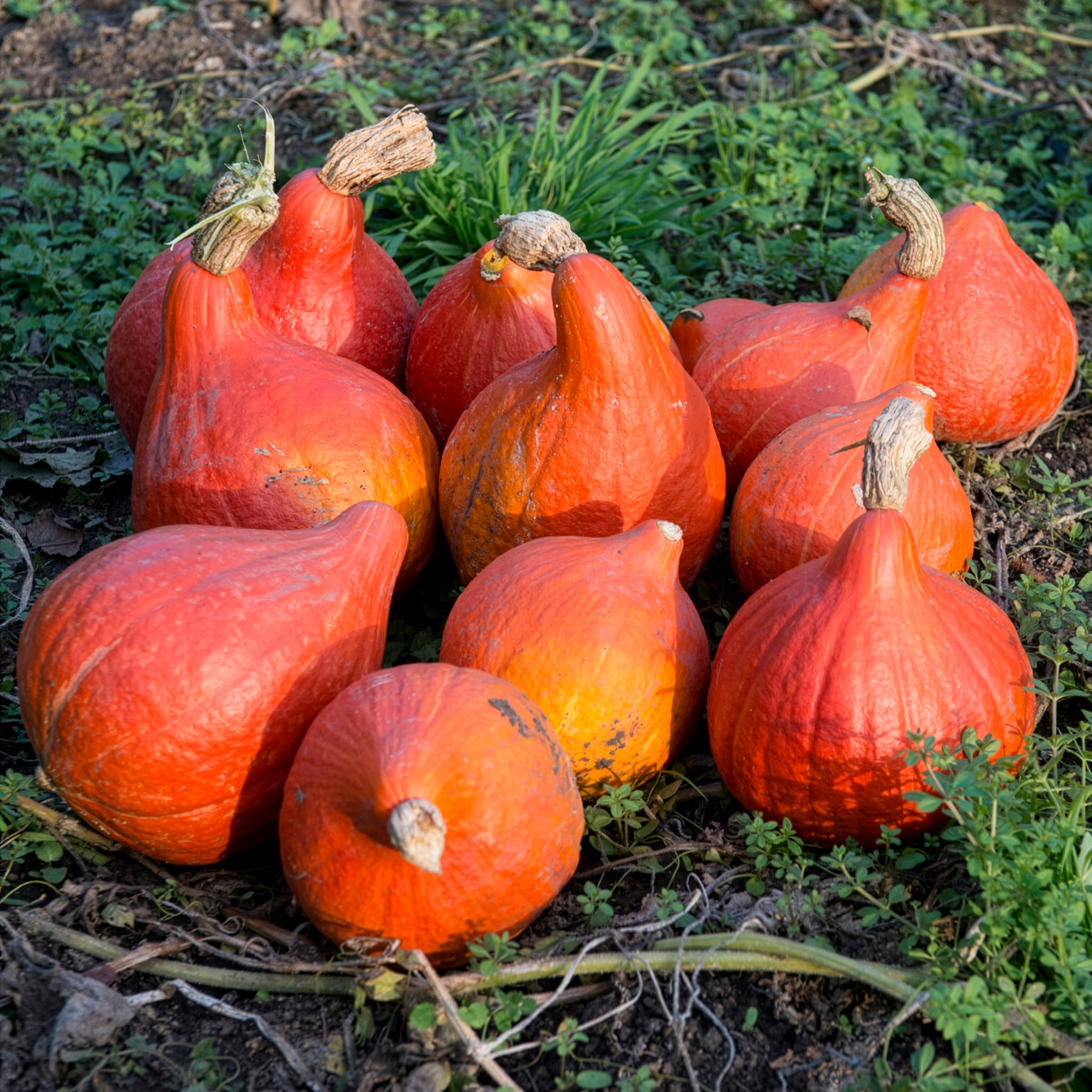 Pompoen 'Uchiki Kuri' - BIO - Cucurbita maxima uchiki kuri - Willemse