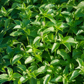 Ocimum citridorum - Citroenbasilicum - Basilicum