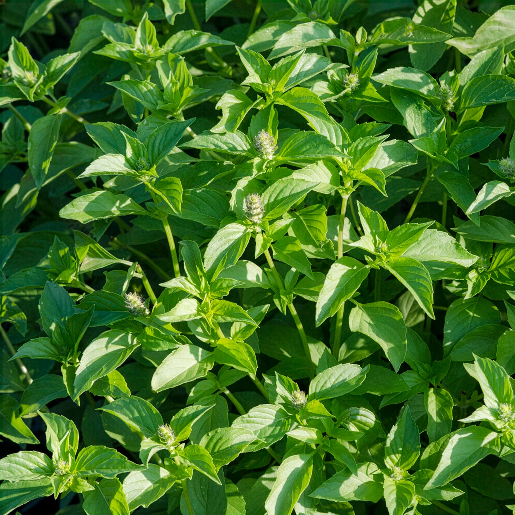 Ocimum citridorum - Citroenbasilicum - Basilicum