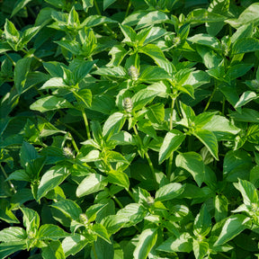 Ocimum citridorum - Citroenbasilicum - Basilicum