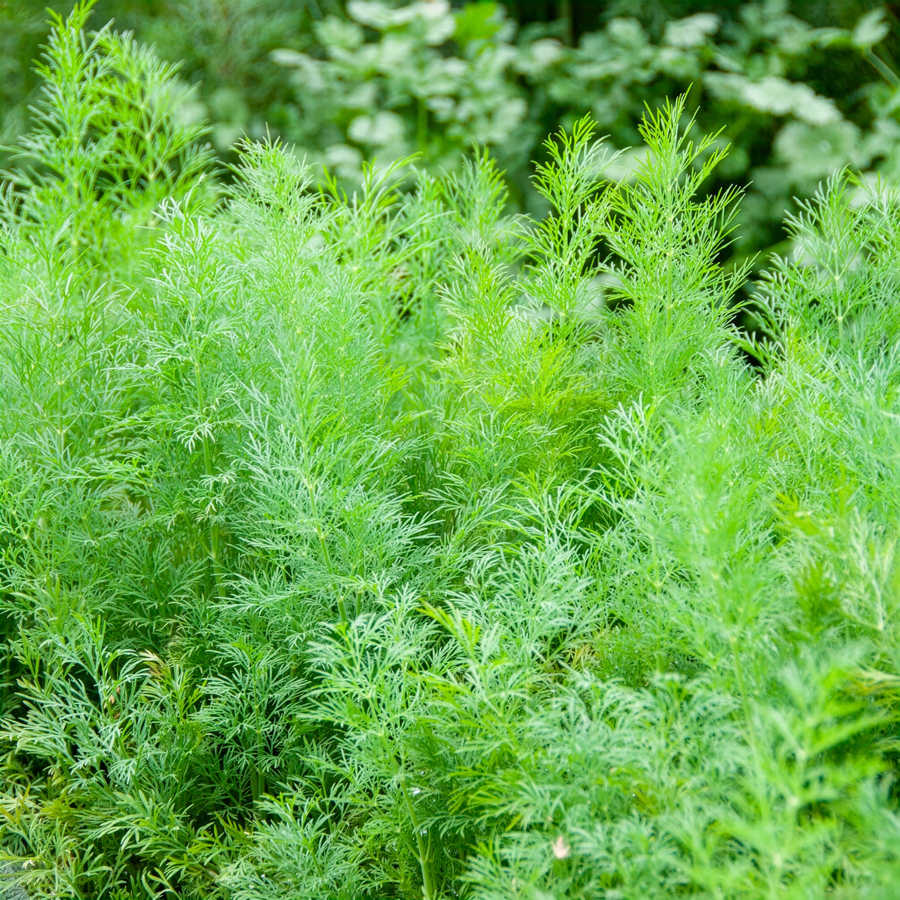 Anethum graveolens compatto - Dille 'Bouquet Compatto' - Kruidenzaden