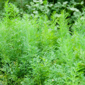 Anethum graveolens compatto - Dille 'Bouquet Compatto' - Kruidenzaden