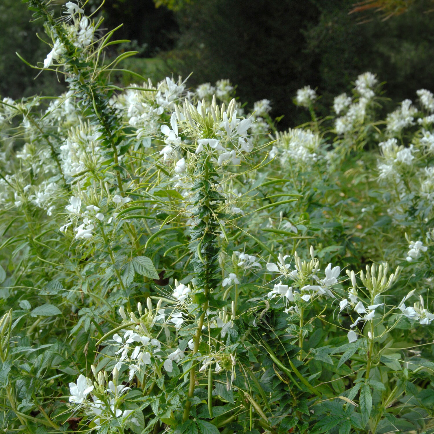 Cleome spinosa white queen - Kattensnor Cleome White Queen - Cleome - Kattensnor