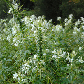 Cleome spinosa white queen - Kattensnor Cleome White Queen - Cleome - Kattensnor