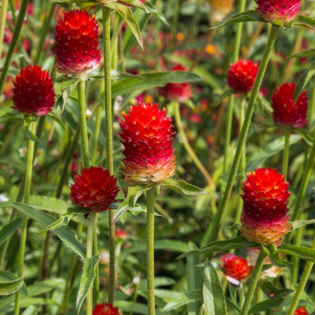 Kogelamarant - Gomphrena haageana Strawberry Fields - Willemse