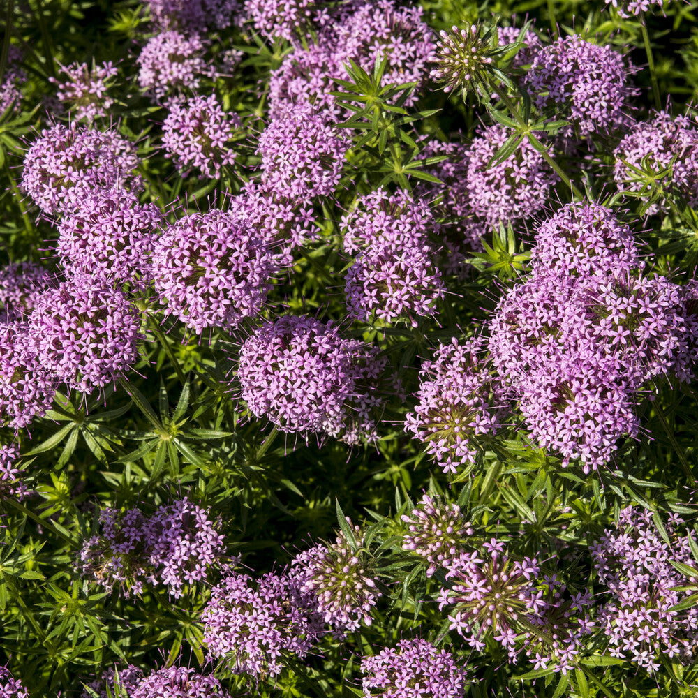 Perzische Kruisjesplant - Willemse