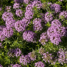 Perzische Kruisjesplant - Willemse