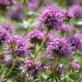 Verkoop Perzische Kruisjesplant