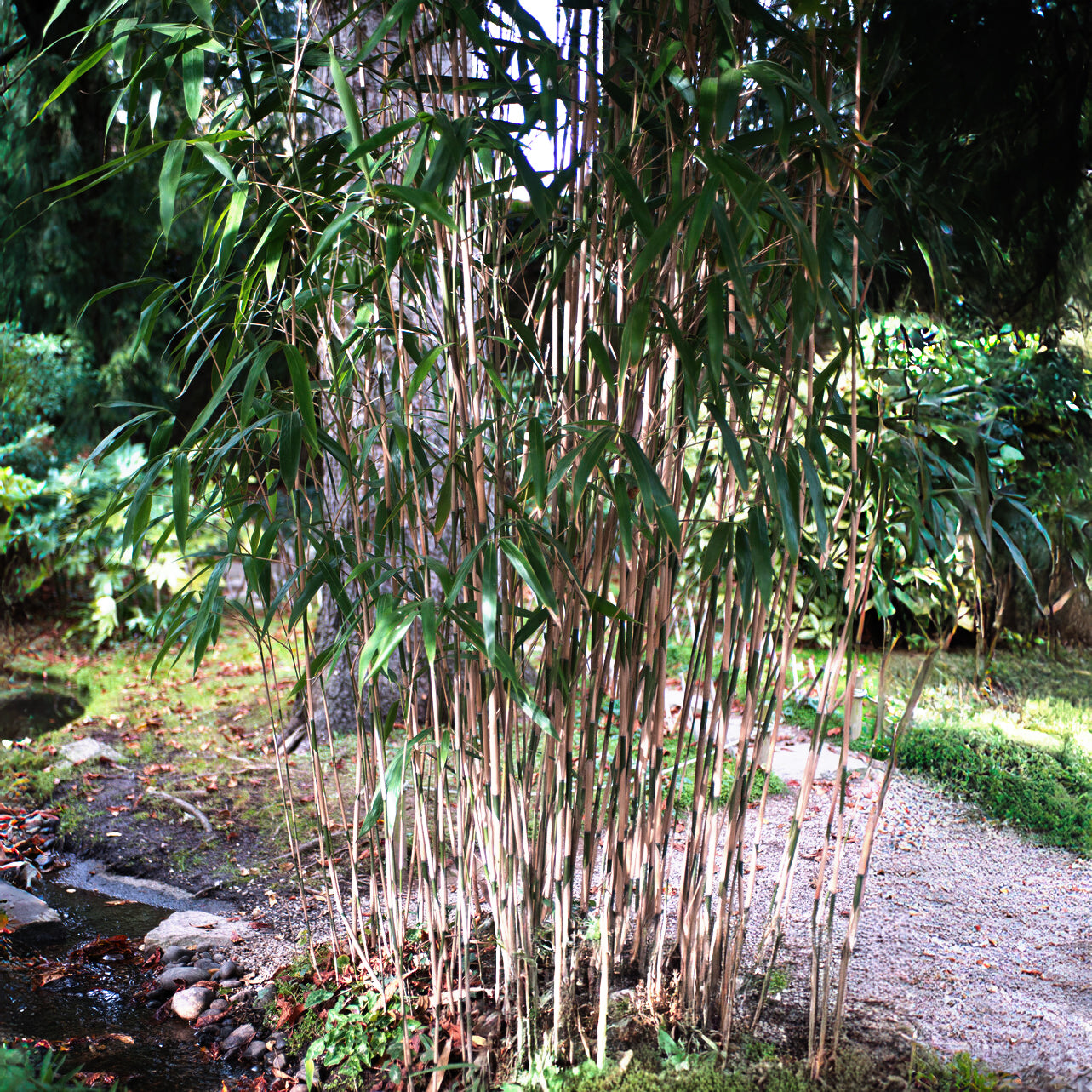 Verkoop Bamboe Fargesia 'Campell' - Fargesia robusta Campbell