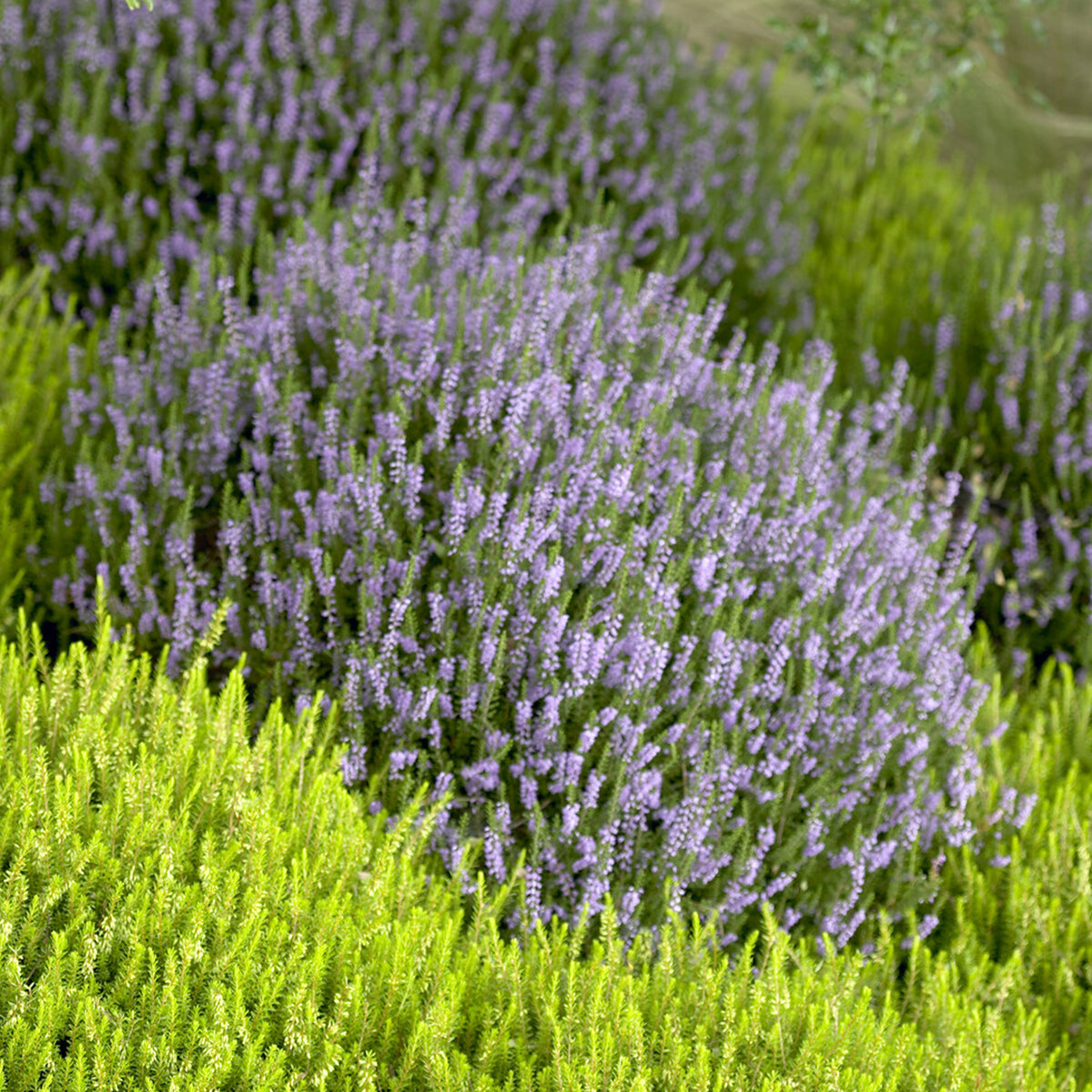 Struikheide 'Spring Torch' - Calluna vulgaris Spring Torch - Willemse