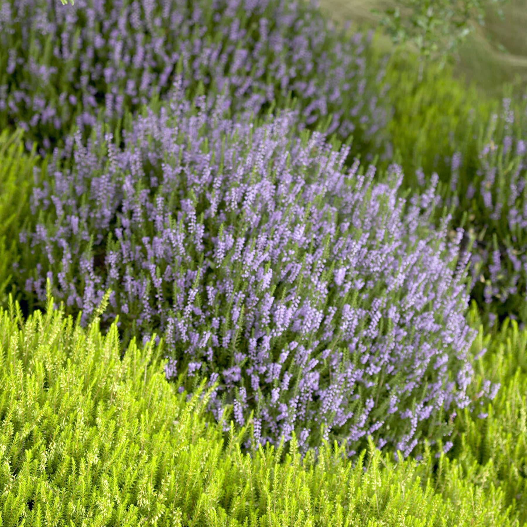 Struikheide 'Spring Torch' - Calluna vulgaris Spring Torch - Willemse