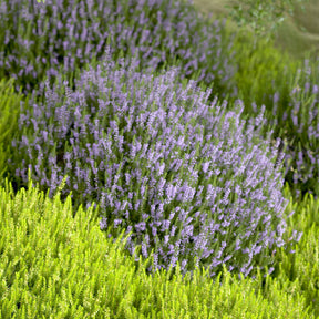 Struikheide 'Spring Torch' - Calluna vulgaris Spring Torch - Willemse