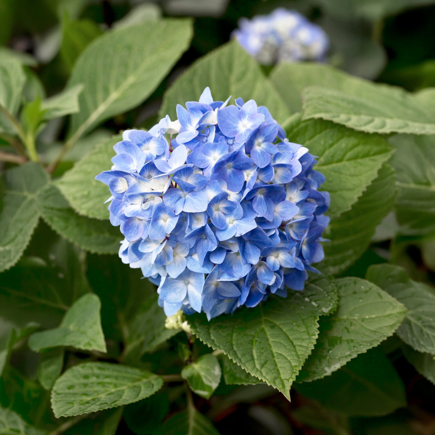 Boerenhortensia 'So Long® Ebony Monmar' - Hydrangea macrophylla so long ® ebony 'monmar' - Willemse