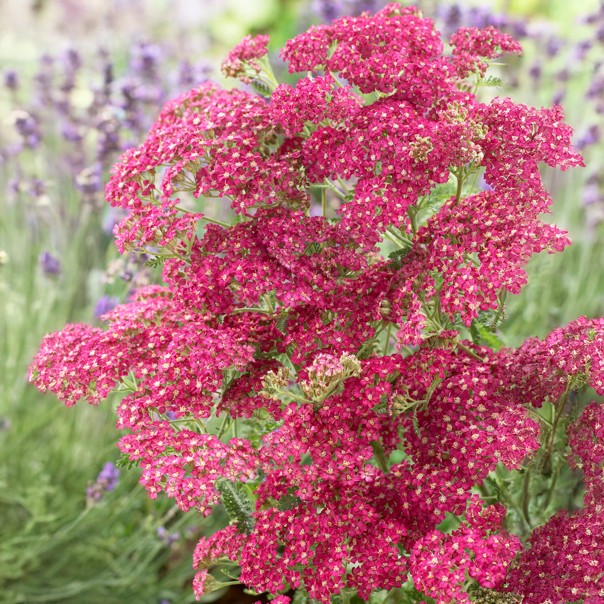 Duizendblad Excel - Achillea millefolium Excel - Willemse