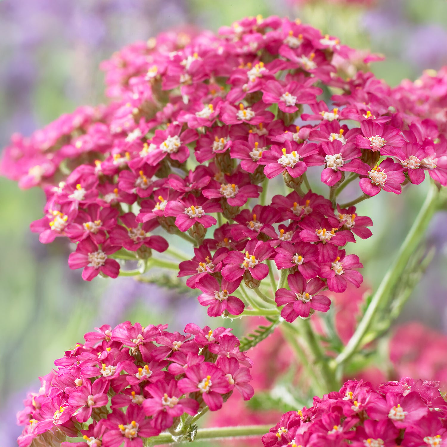 Duizendblad Excel - Willemse