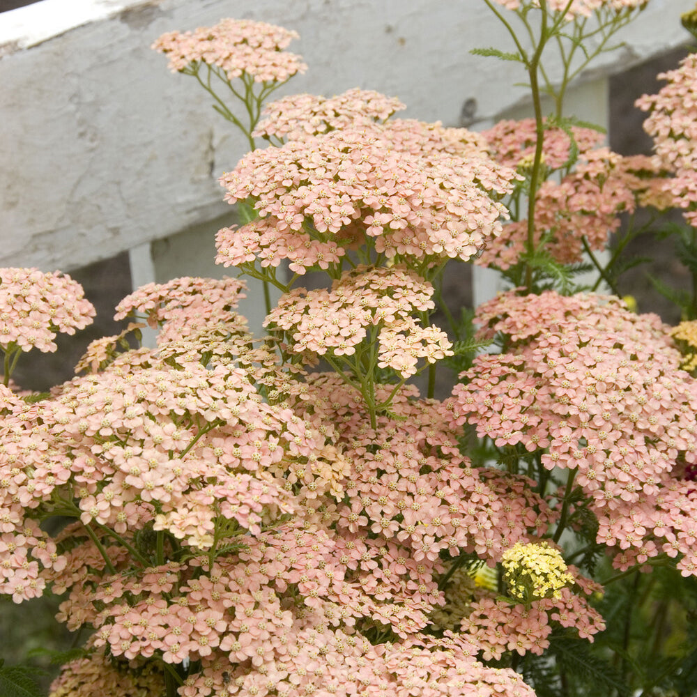 Achillea millefolium Lachsschönheit - Duizendblad Lachsschönheit - Bloeiende vaste planten