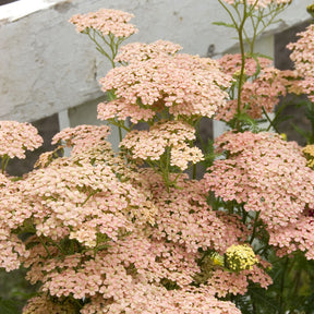 Achillea millefolium Lachsschönheit - Duizendblad Lachsschönheit - Bloeiende vaste planten