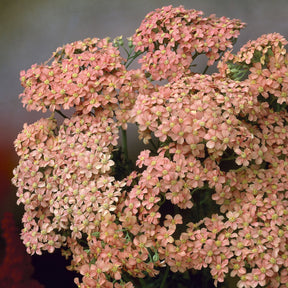 Bloeiende vaste planten - Duizendblad Lachsschönheit - Achillea millefolium Lachsschönheit
