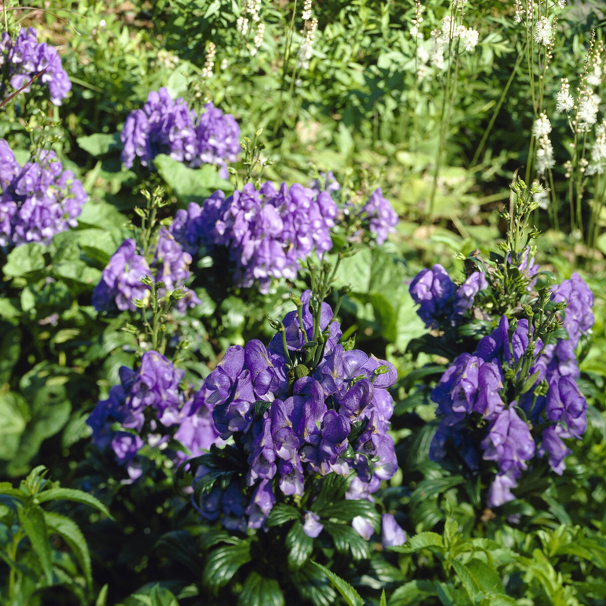 Monnikskap 'Arendsii' - Aconitum carmichaelli Arendsii - Willemse