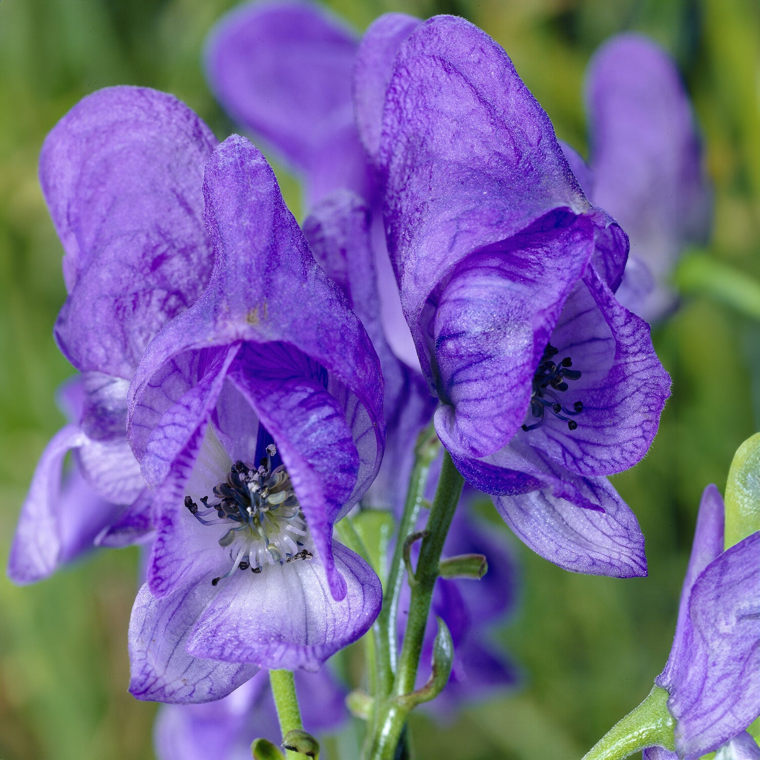 Aconitum carmichaelli Arendsii - Monnikskap 'Arendsii' - Aconitum
