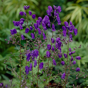 Monnikskap Sparks Variety - Aconitum henryi Spark's Variety - Willemse