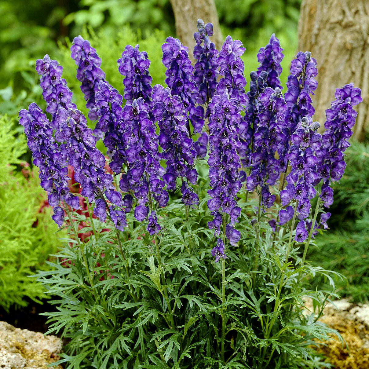Monnikskap Casque de Jupiter - Aconitum napellus - Willemse