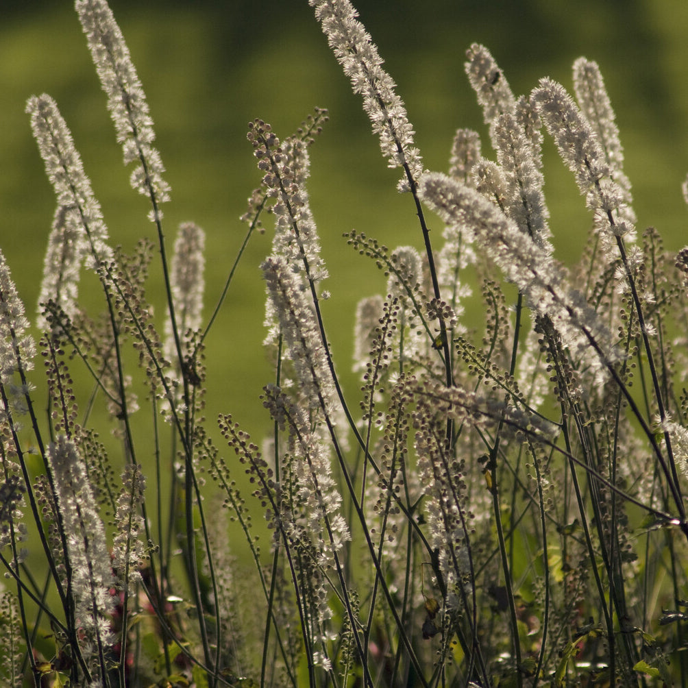 Zilverkaars - Christoffelkruid Bugbane - Actaea racemosa