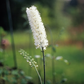 Christoffelkruid Bugbane - Actaea racemosa - Willemse