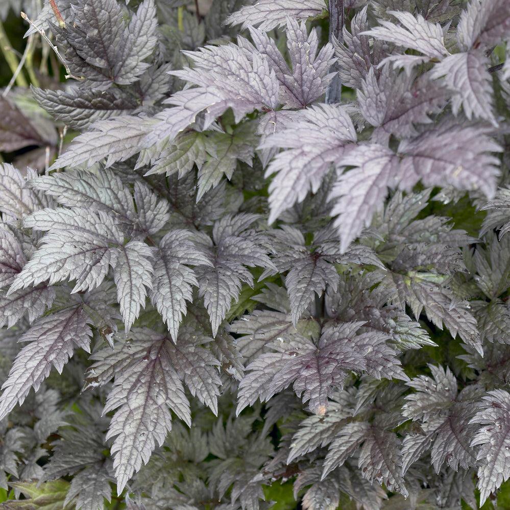 Christoffelkruid Pink Spike - Actaea simplex Pink Spike - Willemse