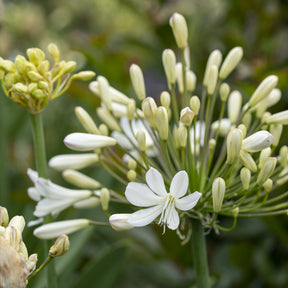 Afrikaanse lelie Artic Star - Agapanthus Arctic Star - Willemse