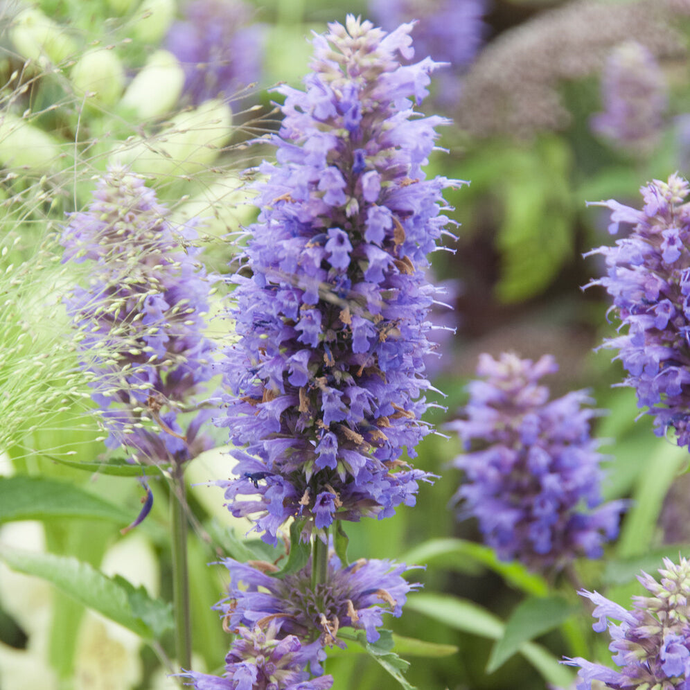 Agastache - Anijsplant Blue Boa - Agastache Blue Boa