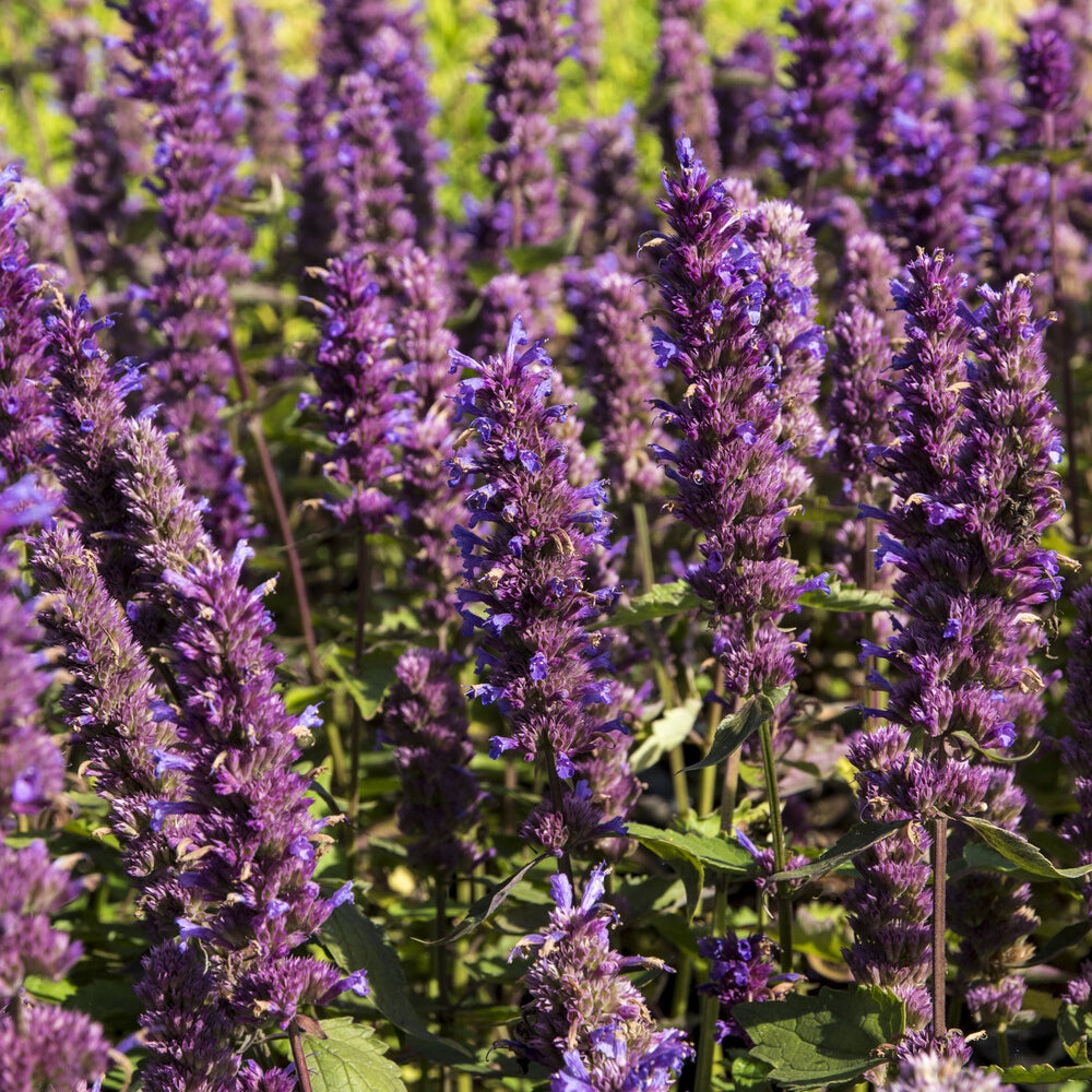 Anijsplant Blue Boa - Agastache Blue Boa - Willemse