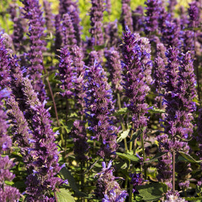 Anijsplant Blue Boa - Agastache Blue Boa - Willemse