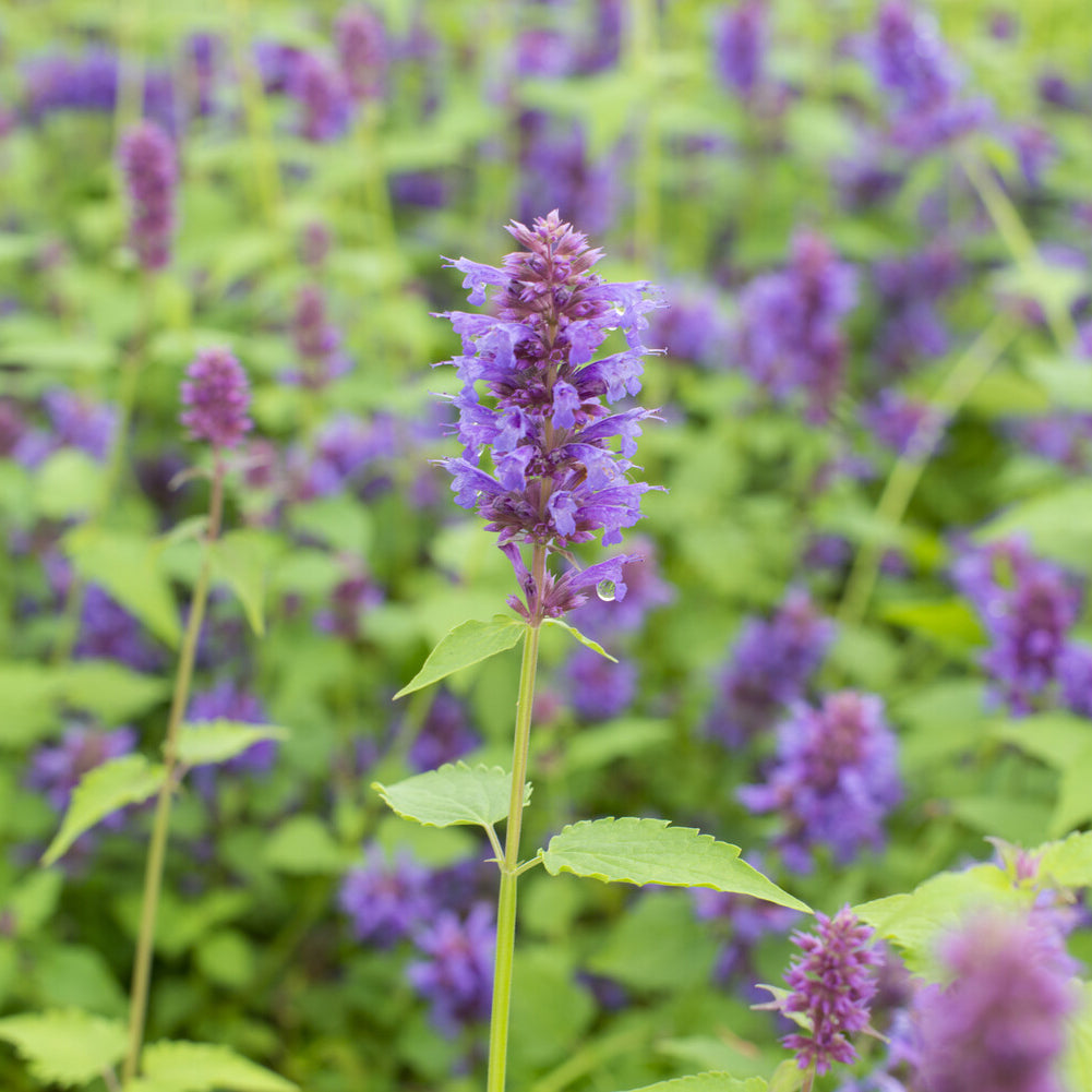 Agastache Blue Boa - Anijsplant Blue Boa - Agastache