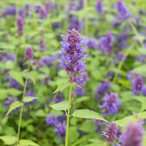 Agastache Blue Boa - Anijsplant Blue Boa - Agastache