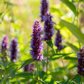 Dropplant Beelicious Purple - Willemse