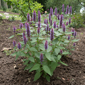 Dropplant Beelicious Purple - Agastache Agapd Beelicious® Purple - Willemse