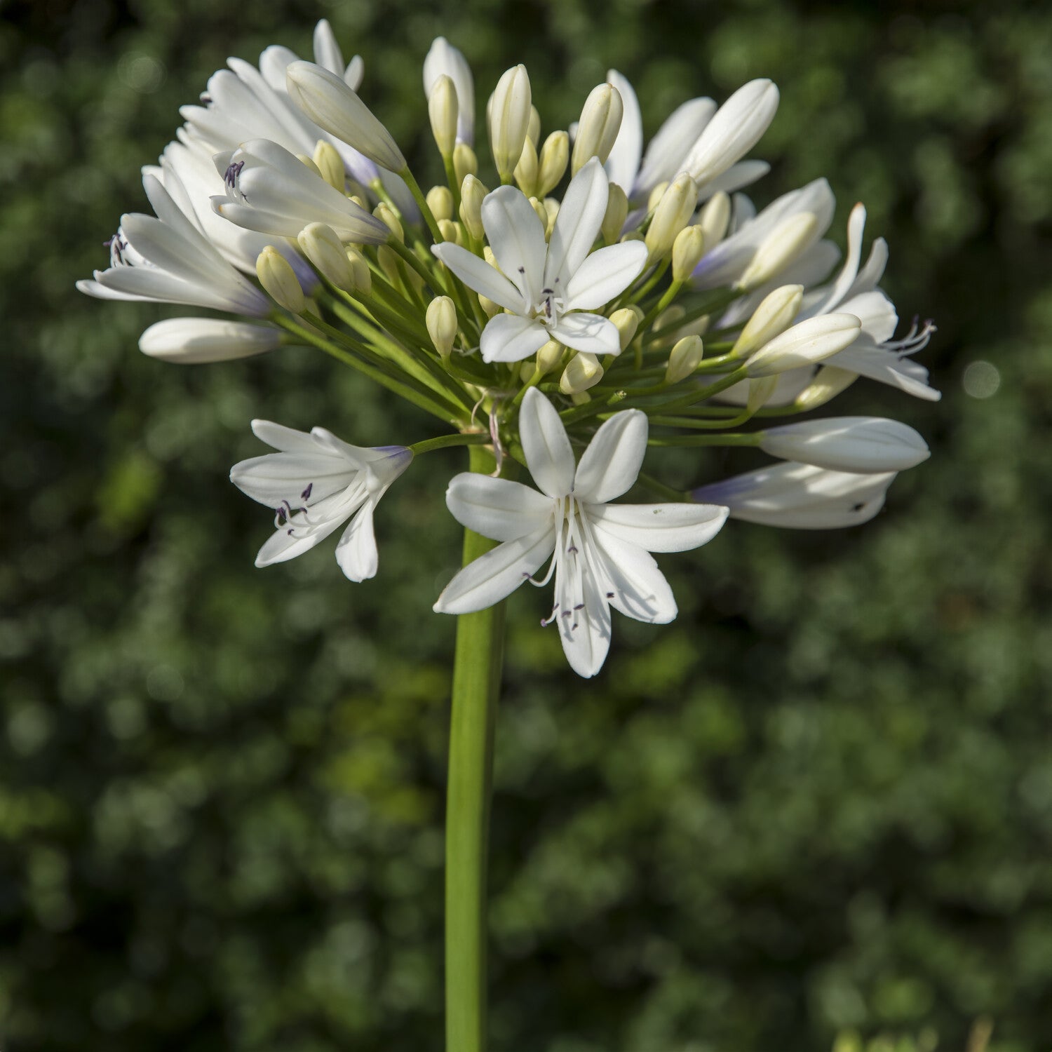 Afrikaanse lelie Enigma - Agapanthus Enigma - Willemse