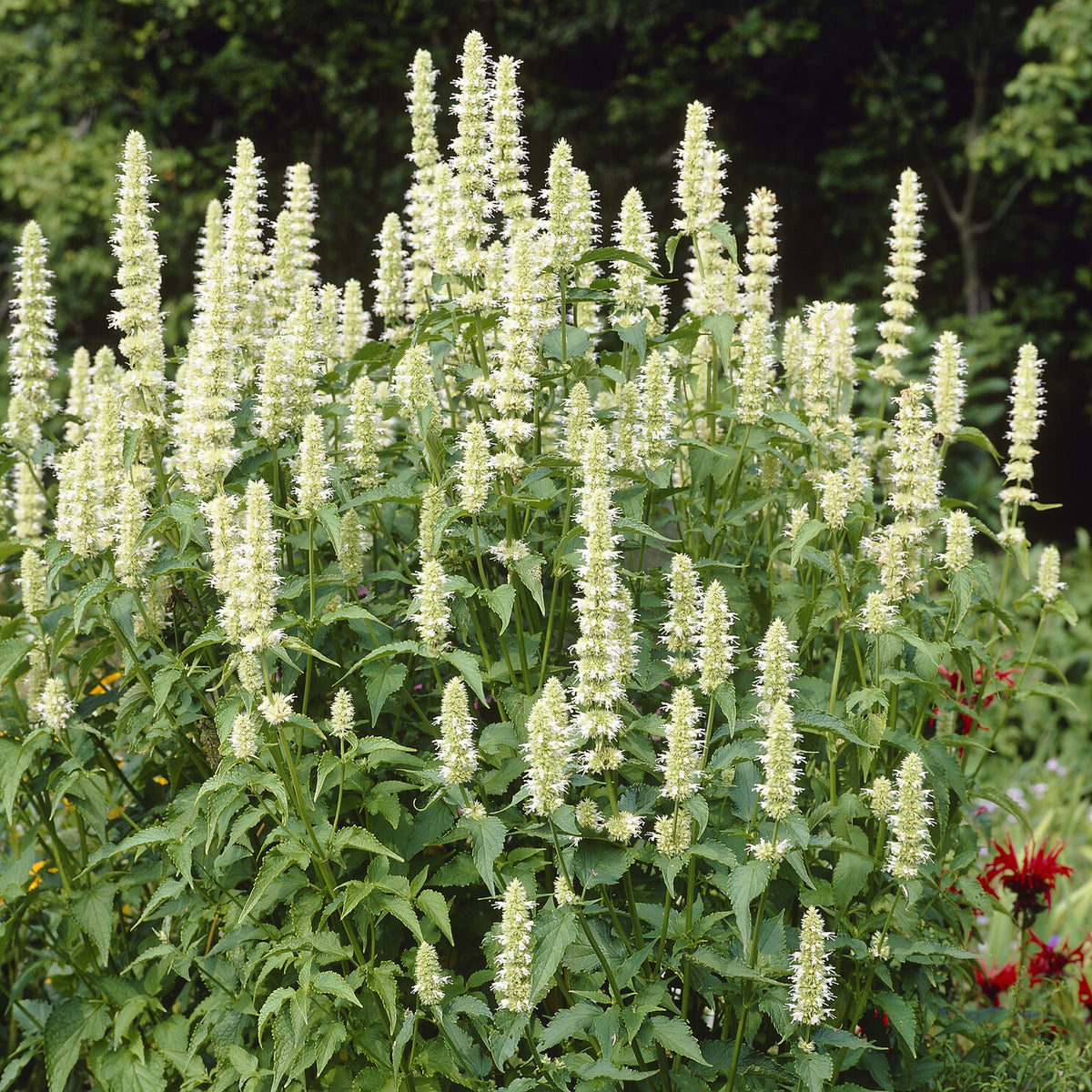 Agastache - Anijsplant rugosa AlabAster - Agastache rugosa Alabaster