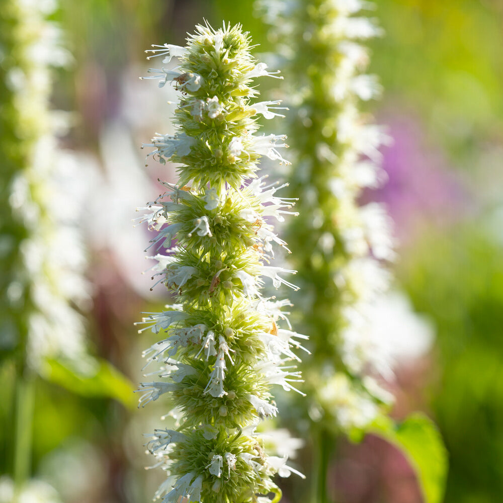 Agastache rugosa Alabaster - Anijsplant rugosa AlabAster - Agastache