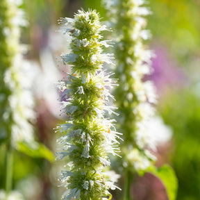 Agastache rugosa Alabaster - Anijsplant rugosa AlabAster - Agastache