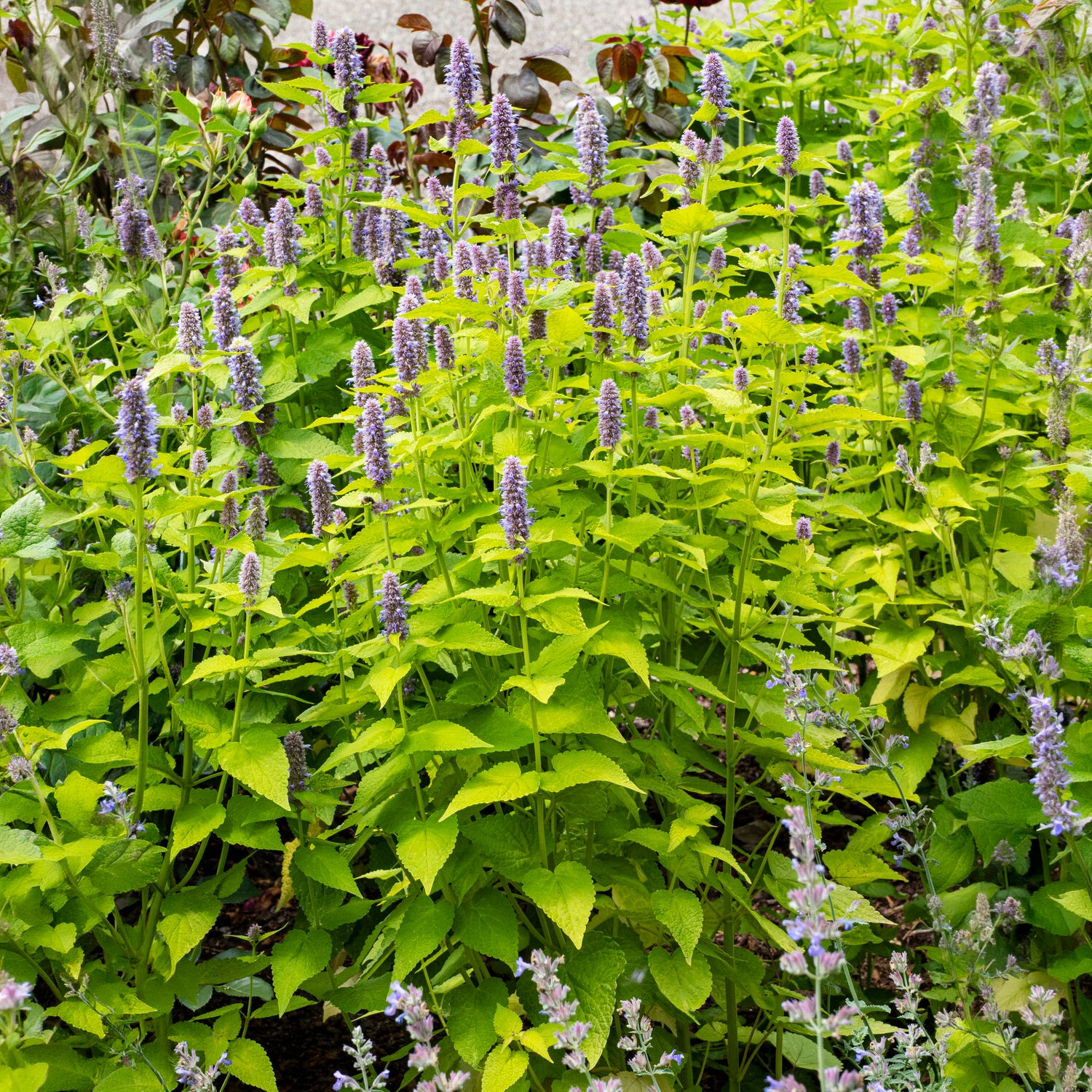 Dropplant Golden Jubilee - Agastache rugosa Golden Jubilee - Willemse