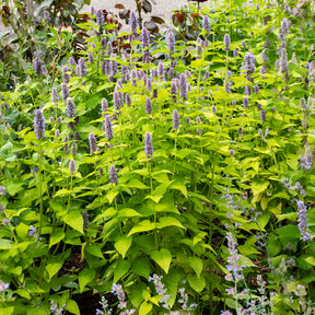 Dropplant Golden Jubilee - Agastache rugosa Golden Jubilee - Willemse
