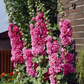 Dubbelbloemige stokroos - roze - Willemse