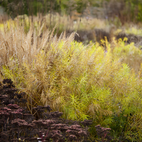 Vaste planten - Blauwe ster hubrichtii - Amsonia hubrichtii