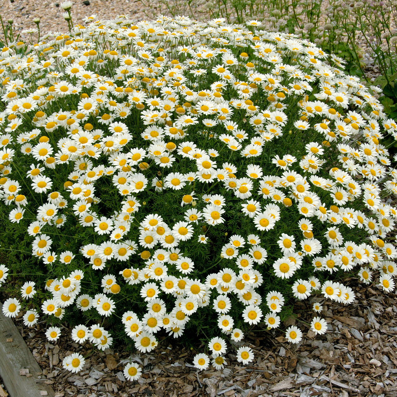 Verfkamille  Sauce Hollandaise - Anthemis x hybrida Sauce Hollandaise - Willemse