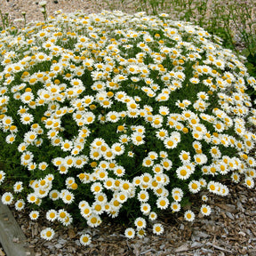 Verfkamille  Sauce Hollandaise - Anthemis x hybrida Sauce Hollandaise - Willemse